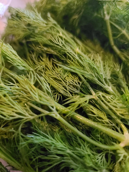 Freezing Dill & Cilantro