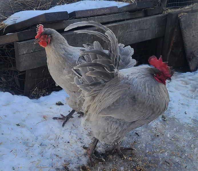 Lavender Australorp Chickens