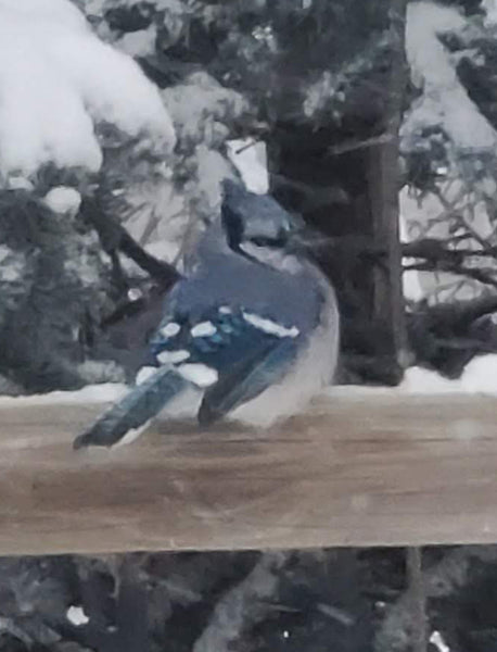 Grumpy Blue Jay
